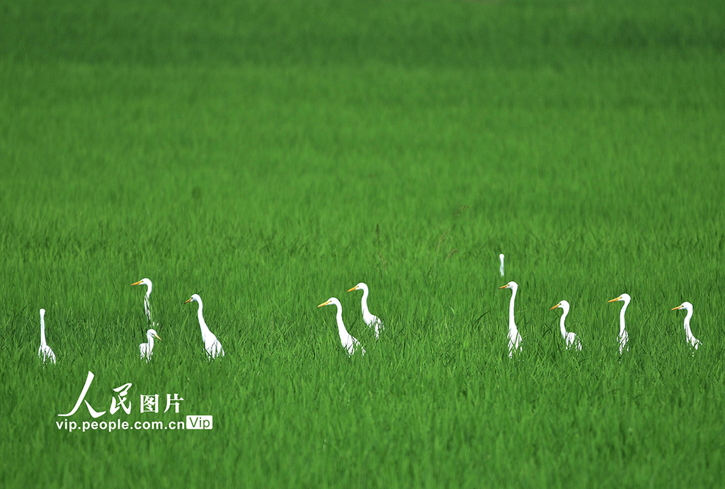 湖南嘉禾：生態田園白鷺飛