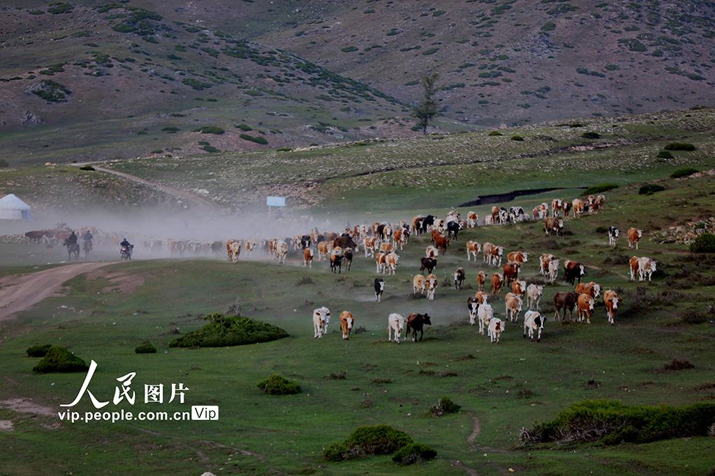 新疆阿勒泰：牧民開啟轉場