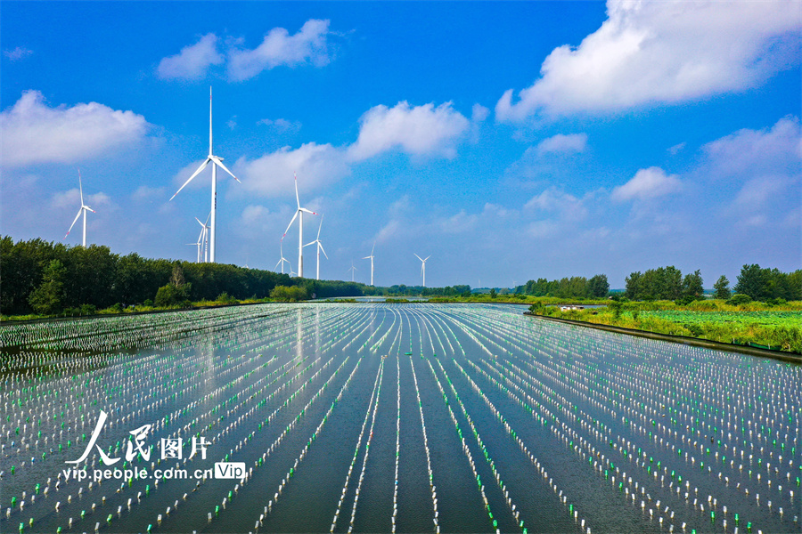 8月20日，蓝天白云下的江苏省金湖县银涂镇宝应湖畔风力发电场与养殖珍珠的水面相映成趣。