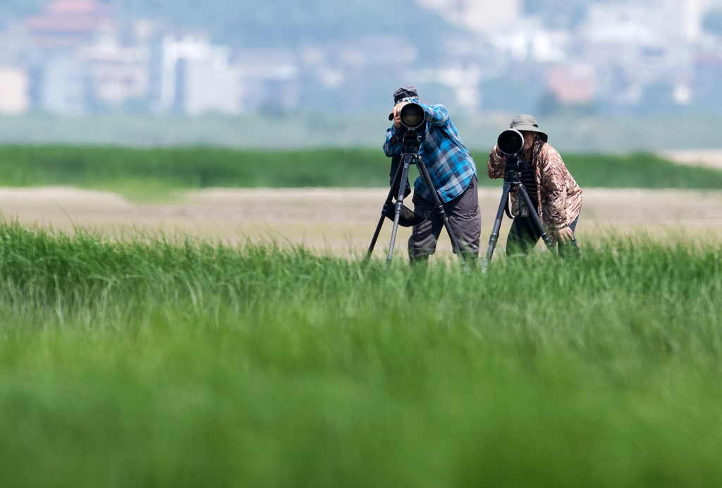 在闽江河口湿地国家级自然保护区核心区，两名观鸟爱好者架起相机拍摄中华凤头燕鸥（2023年6月25日摄）。新华社记者 魏培全 摄