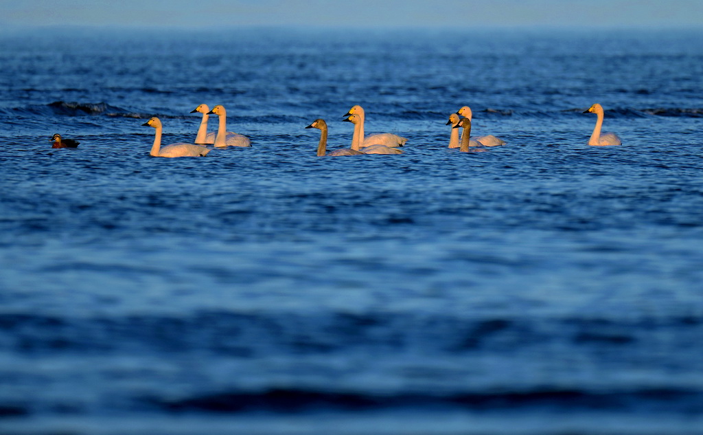 一群小天鹅在闽江河口湿地国家级自然保护区海面上觅食（2023年1月31日摄）。新华社记者 魏培全 摄