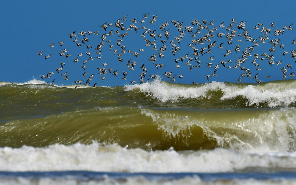 一群鸟在闽江河口湿地海面上翱翔（2022年9月29日摄）。新华社记者 魏培全 摄