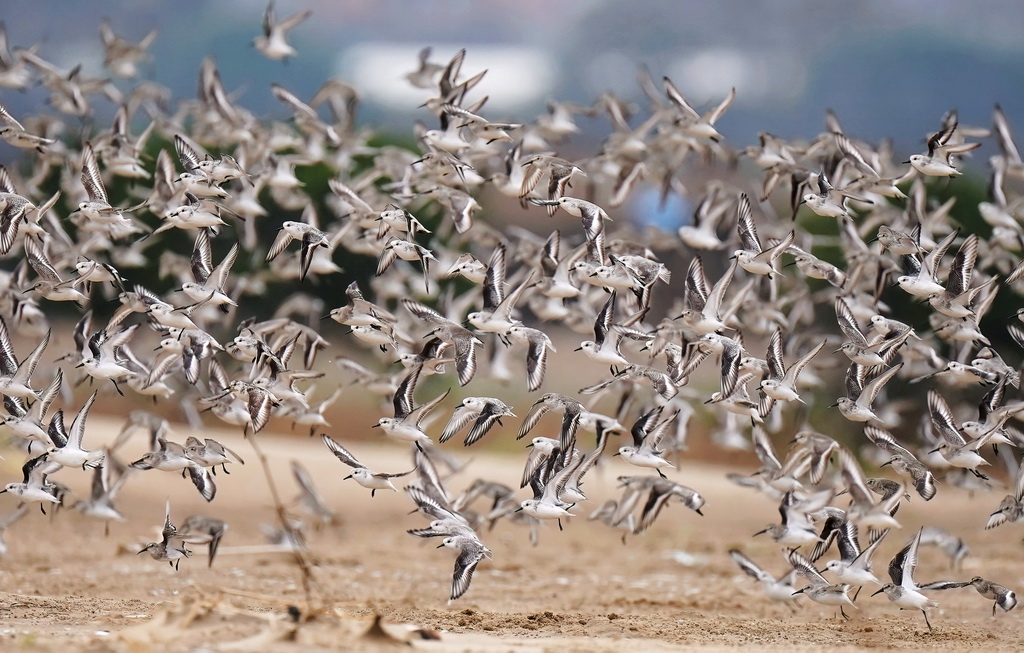 一群鸟飞越闽江河口湿地国家级自然保护区沙滩（2022年11月13日摄）。新华社记者 魏培全 摄