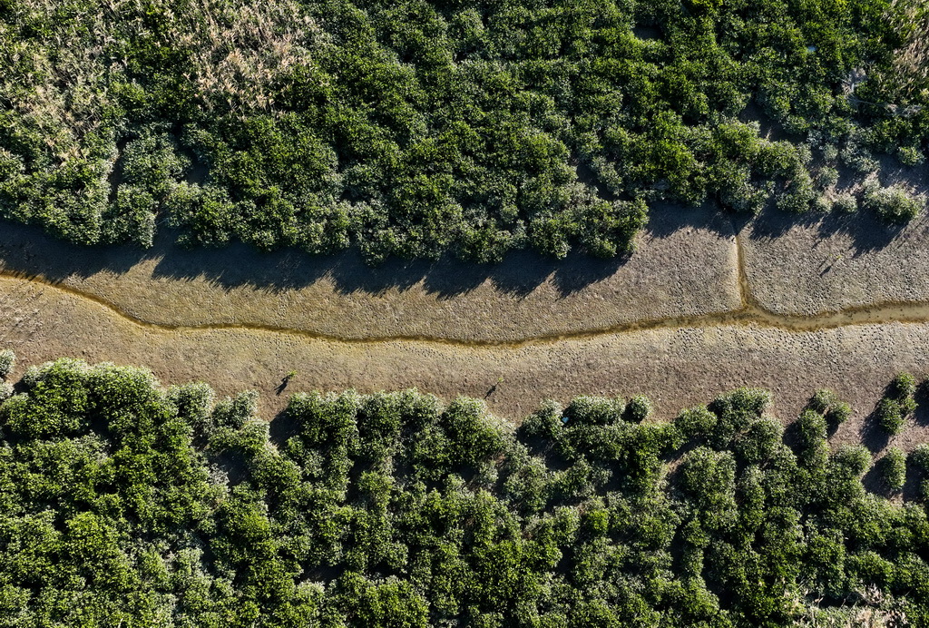 这是闽江河口湿地国家级自然保护区红树林（2023年1月31日摄，无人机照片）。新华社记者 魏培全 摄