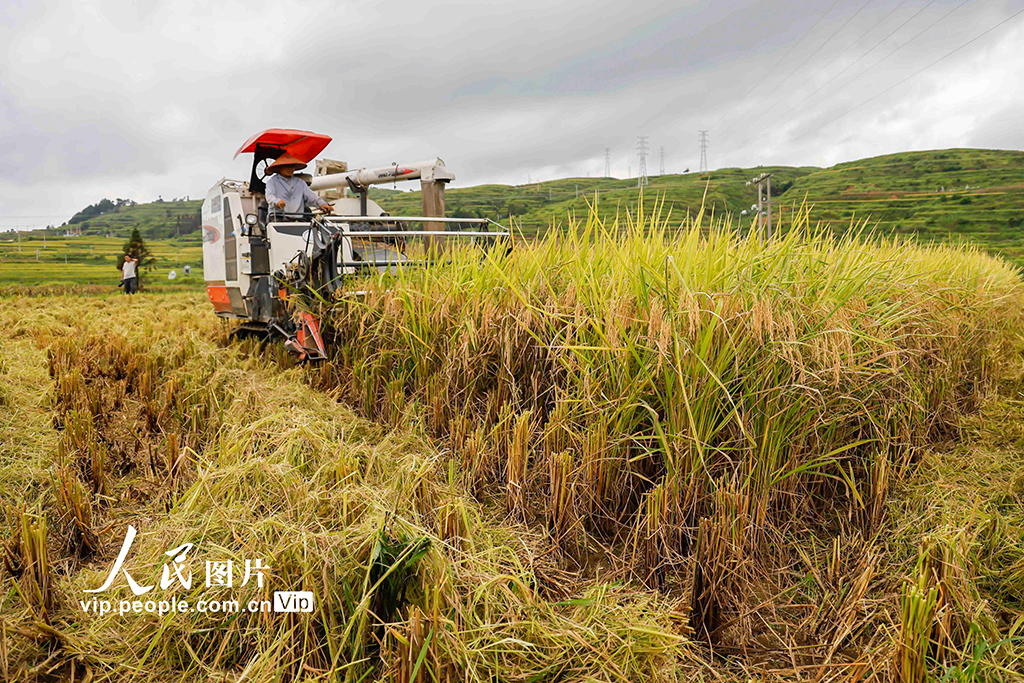 貴州羅甸：水稻迎來收割季