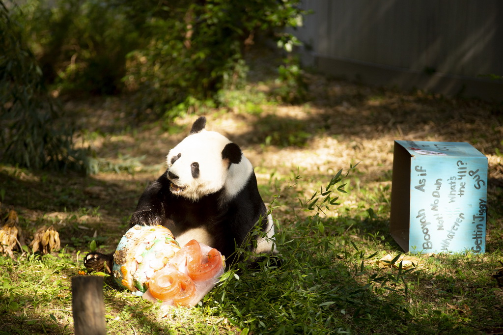 8月27日，大熊猫“添添”在美国首都华盛顿史密森学会国家动物园享用生日蛋糕。