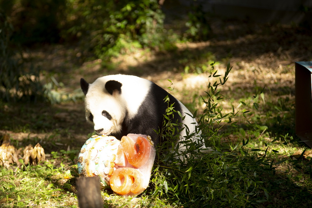 8月27日，大熊貓“添添”在美國首都華盛頓史密森學會國家動物園享用生日蛋糕。