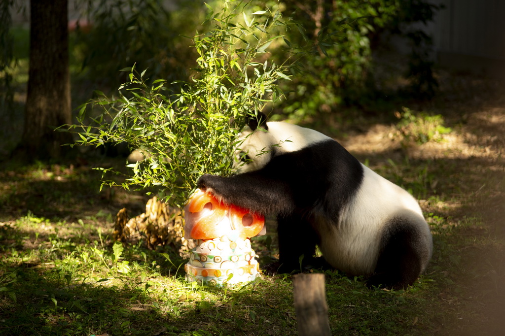 8月27日，大熊貓“添添”在美國首都華盛頓史密森學會國家動物園享用生日蛋糕。