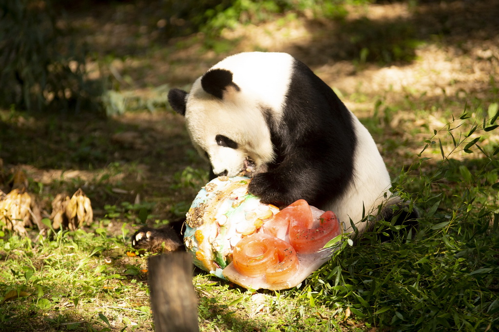 8月27日，大熊貓“添添”在美國首都華盛頓史密森學會國家動物園享用生日蛋糕。