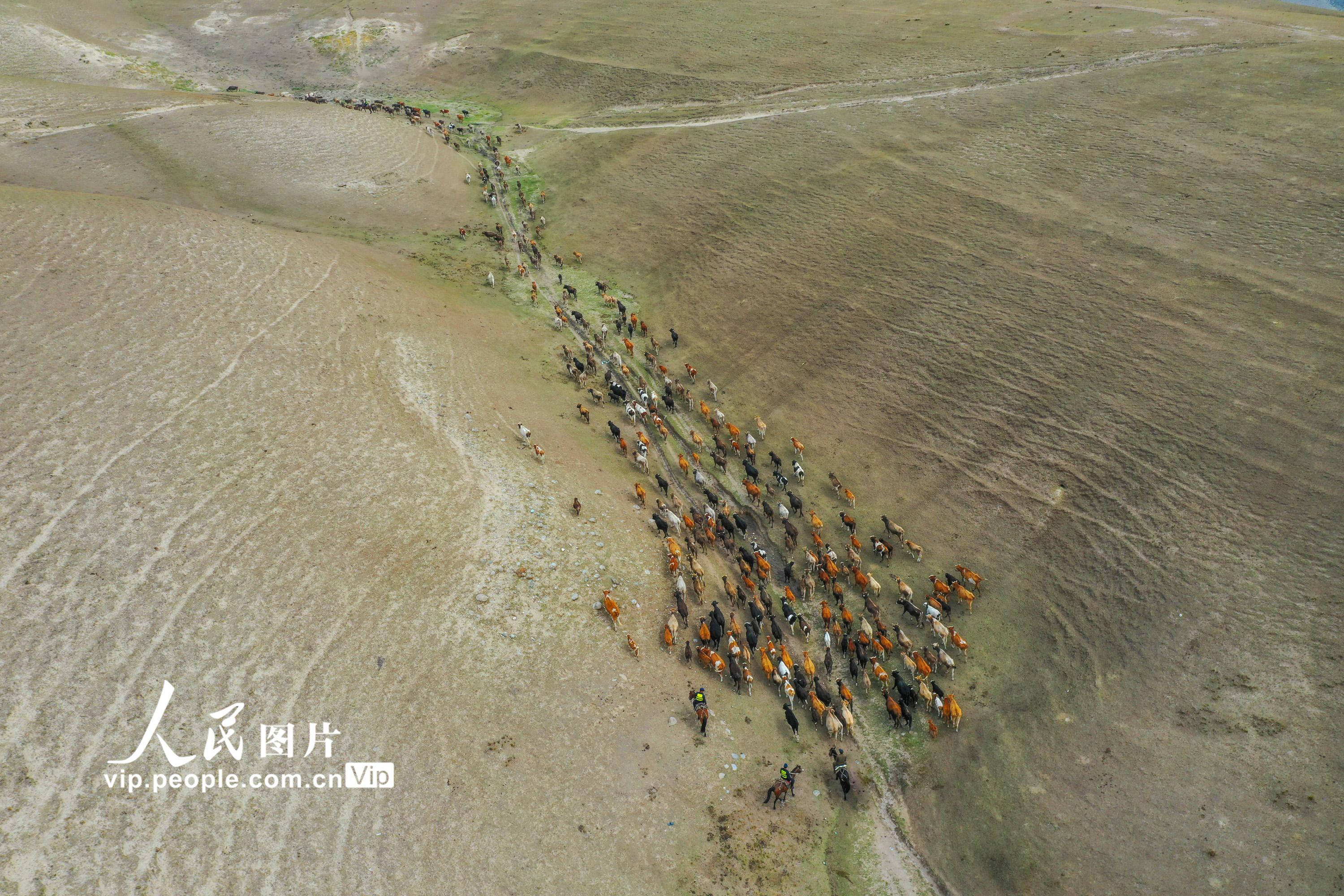 新疆伊犁：牧民秋季大转场 民警护航迁徙路
