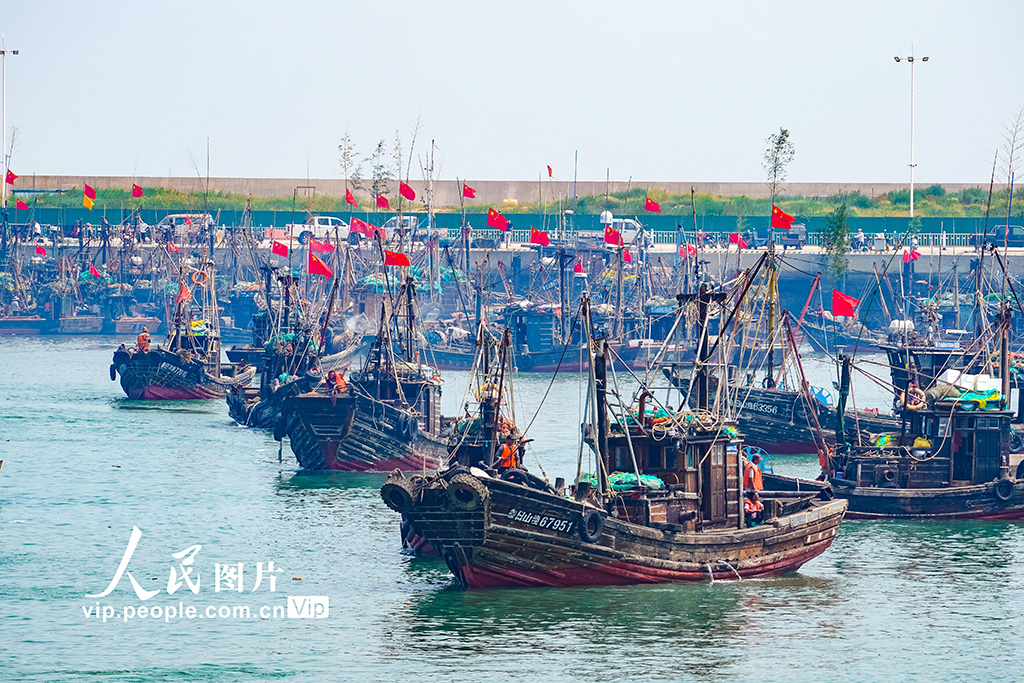 山東日照：黃渤海海域全面開漁【7】