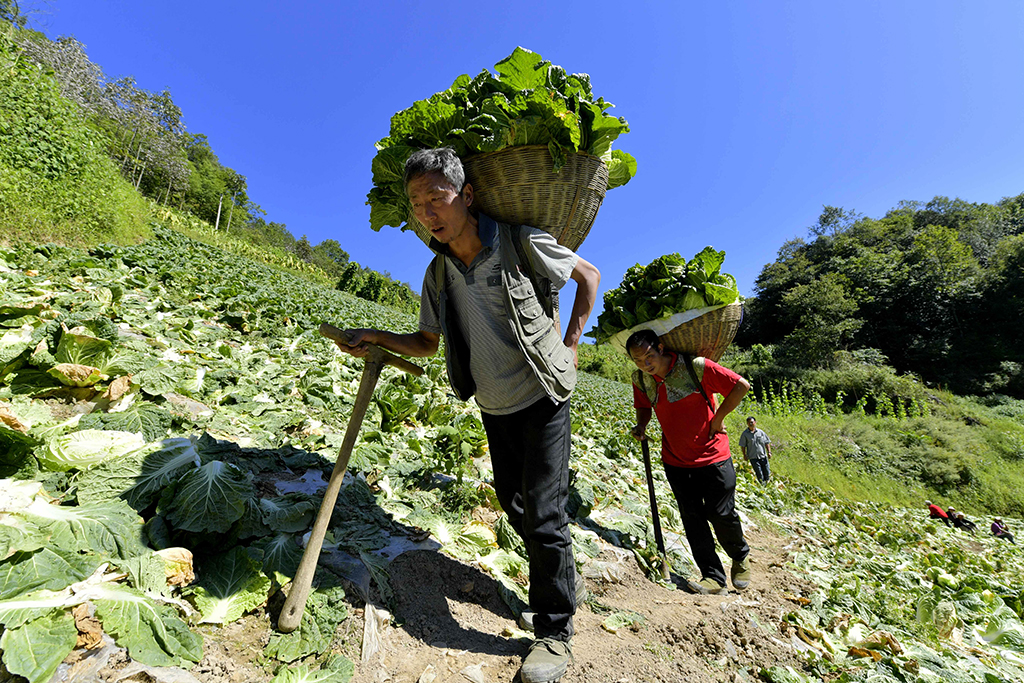 9月5日，在湖北省宣恩县椿木营乡挖断山村的高山蔬菜地里，农民在采收大白菜。