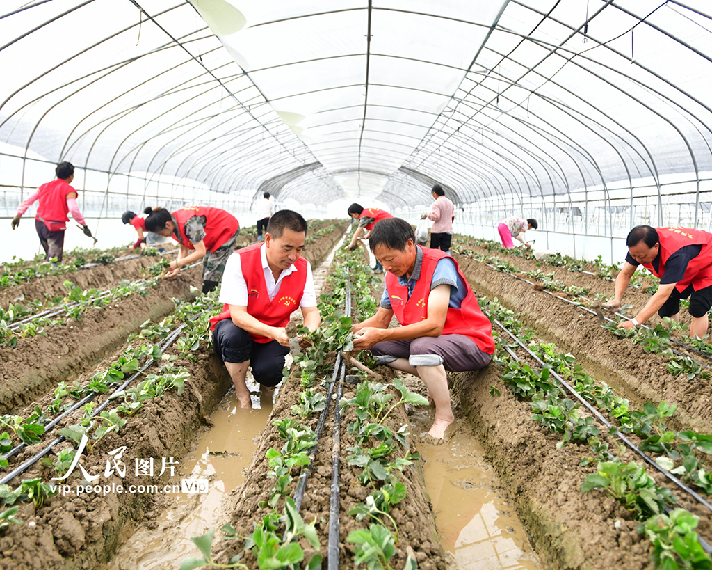 浙江建德：志願者助農打造共富草莓園【2】
