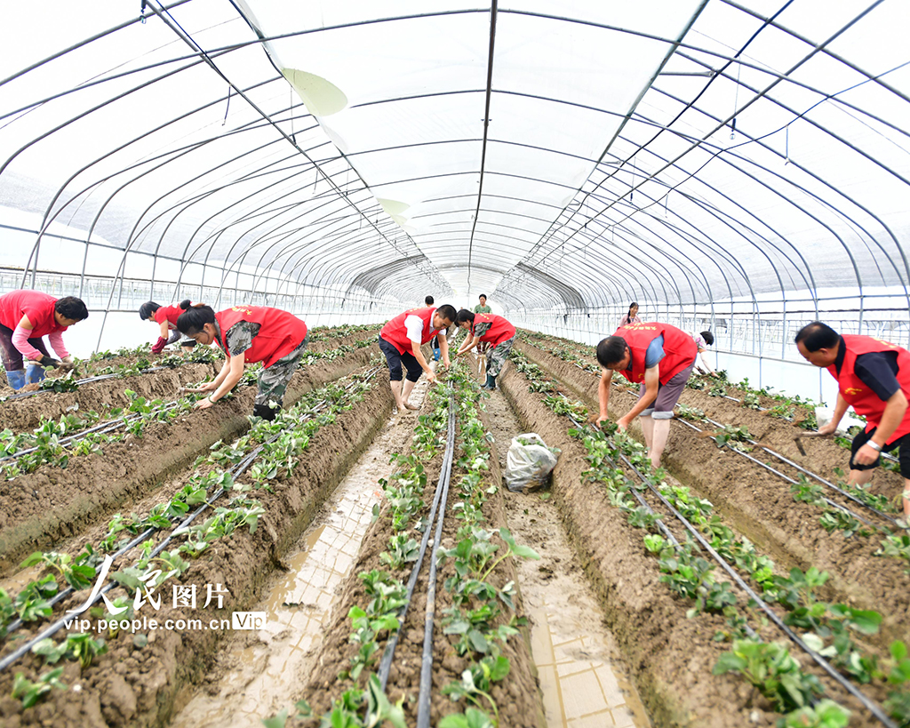 浙江建德：志願者助農打造共富草莓園【3】