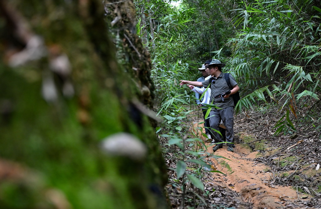 9月5日，曾念開（前）和學生在海南鸚哥嶺熱帶雨林考察。