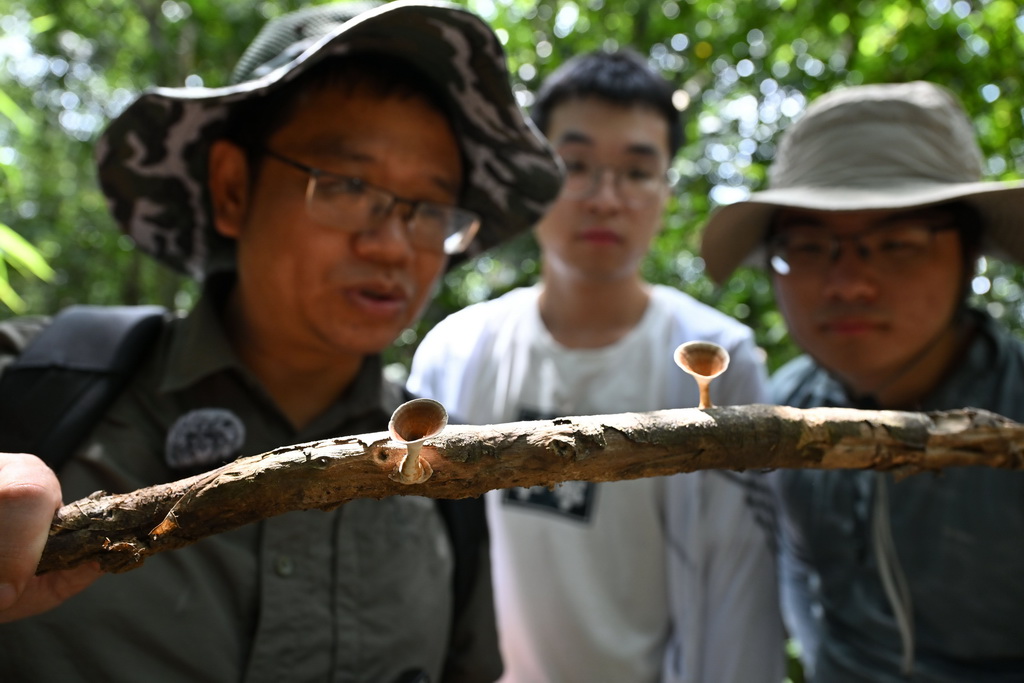 9月5日，曾念開和學生在海南鸚哥嶺熱帶雨林觀察一截枯木上的相鄰小孔菌。