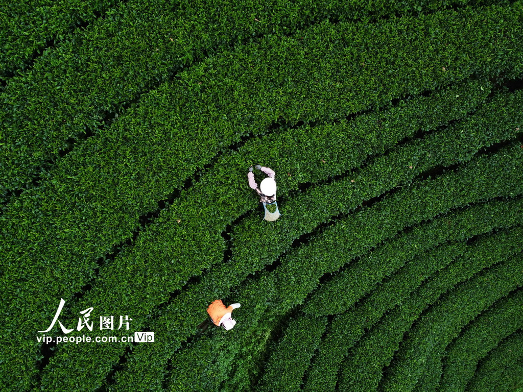 2023年9月9日，茶农在贺州市昭平县城郊一茶园采摘白露茶。