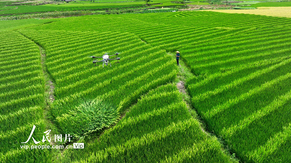 湖南桂陽：植保無人機“趕花”授粉【4】