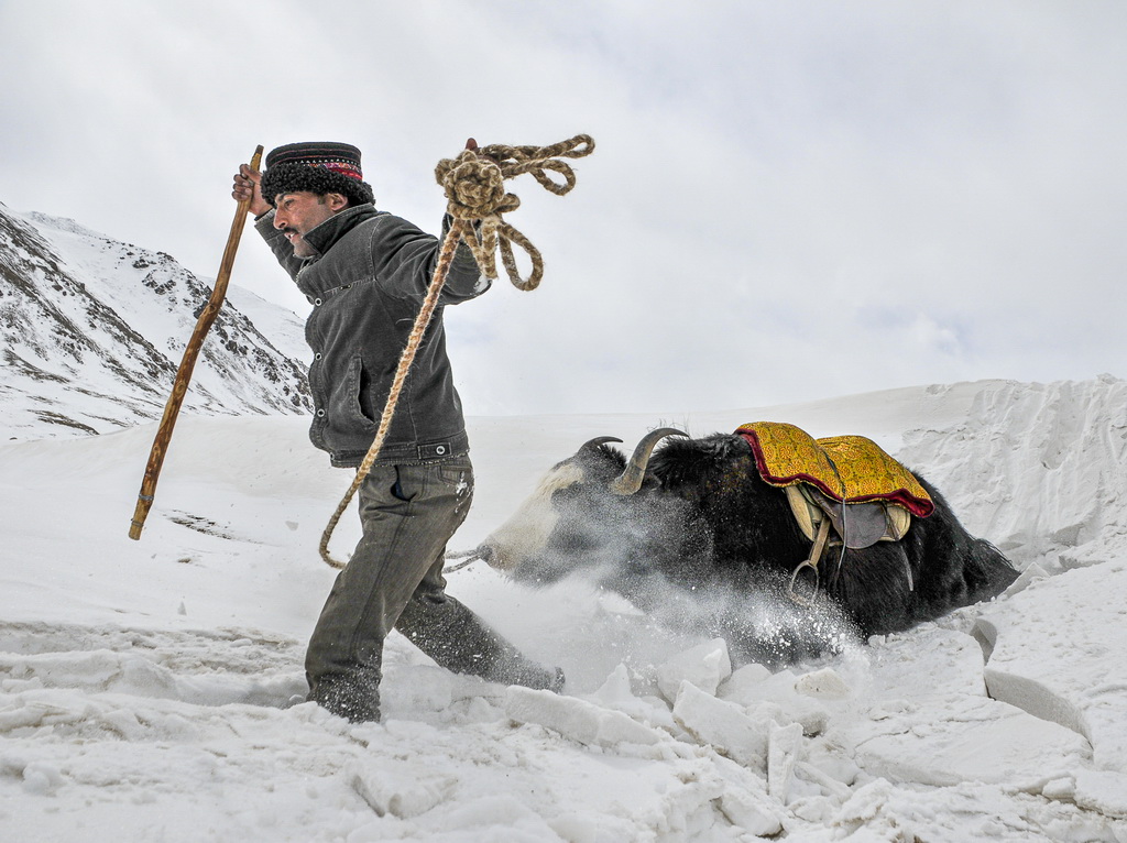 2009年3月6日，拉齊尼牽著牦牛踏著厚厚的積雪在邊境線上巡邏。新華社發（王烈 攝）