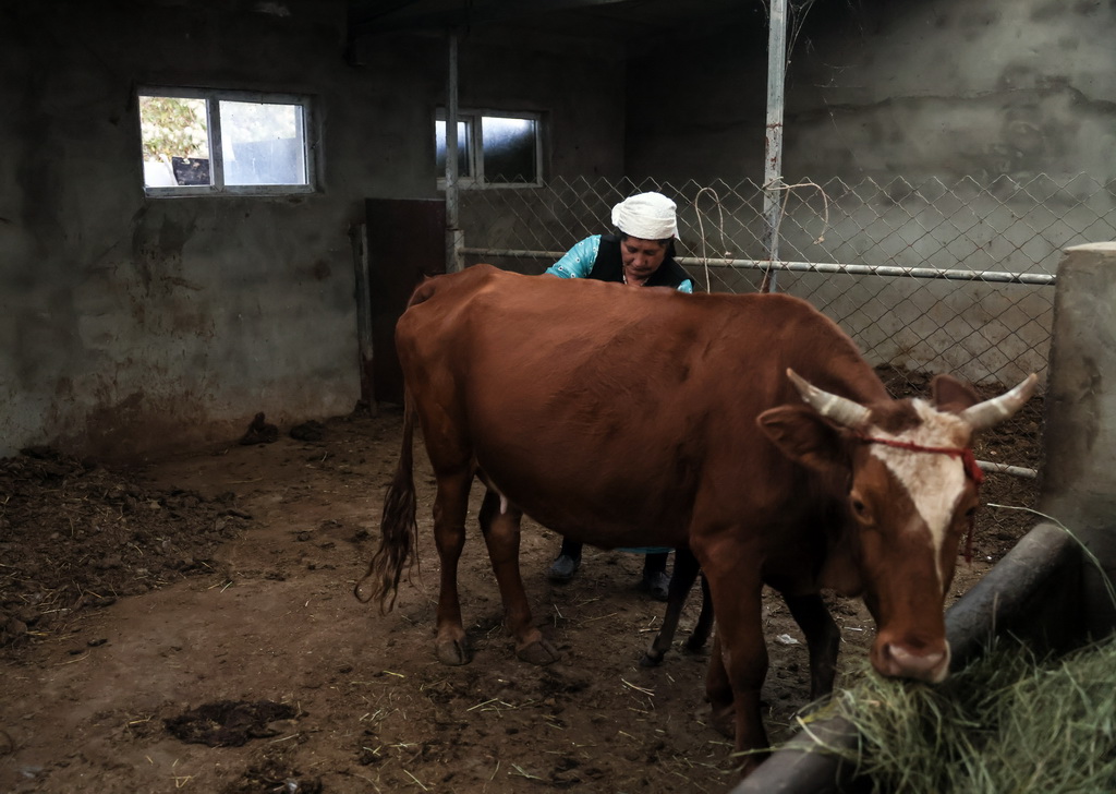 9月5日，巴依卡老人的老伴帕熱扎·加依克准備擠牛奶。新華社記者 蘭紅光 攝