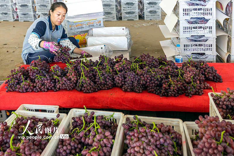 2023年9月15日，村民正在山西省永济市卿头镇某果库储存点分拣包装葡萄。