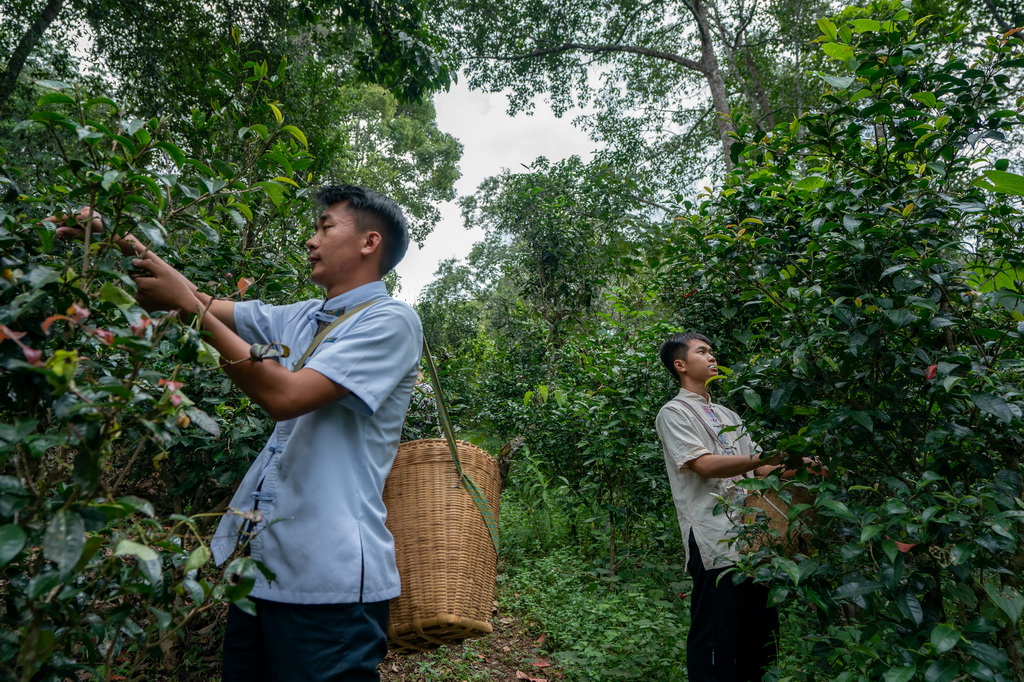 在景邁山大平掌古茶林，傣族小伙在採摘秋茶（9月14日攝）。新華社記者 胡超 攝