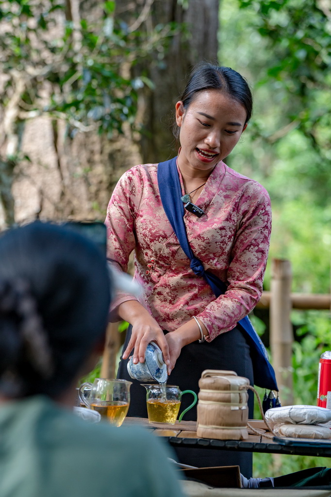 在景邁山大平掌古茶林，一位傣族姑娘在直播賣茶（9月14日攝）。新華社記者 胡超 攝
