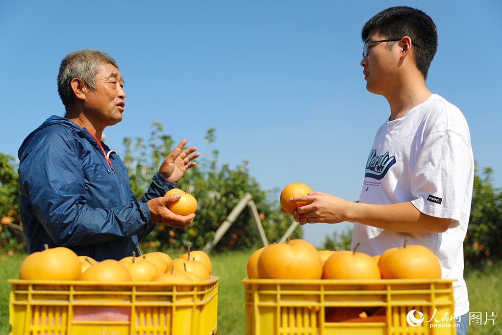 9月17日，包村指導員（右）在種植基地了解今年秋月梨的收成。