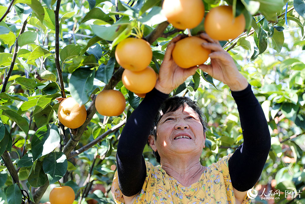 9月17日，在山东省莱西市南墅镇，农民在采摘秋月梨。