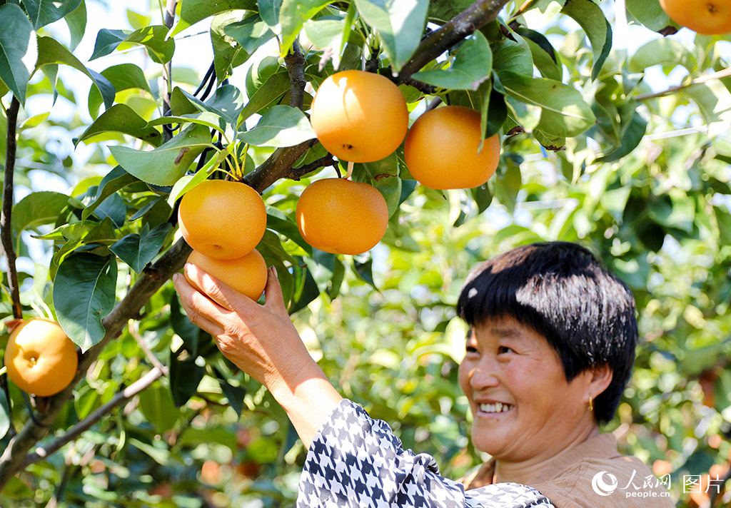 9月17日，在山東省萊西市南墅鎮，農民在採摘秋月梨。