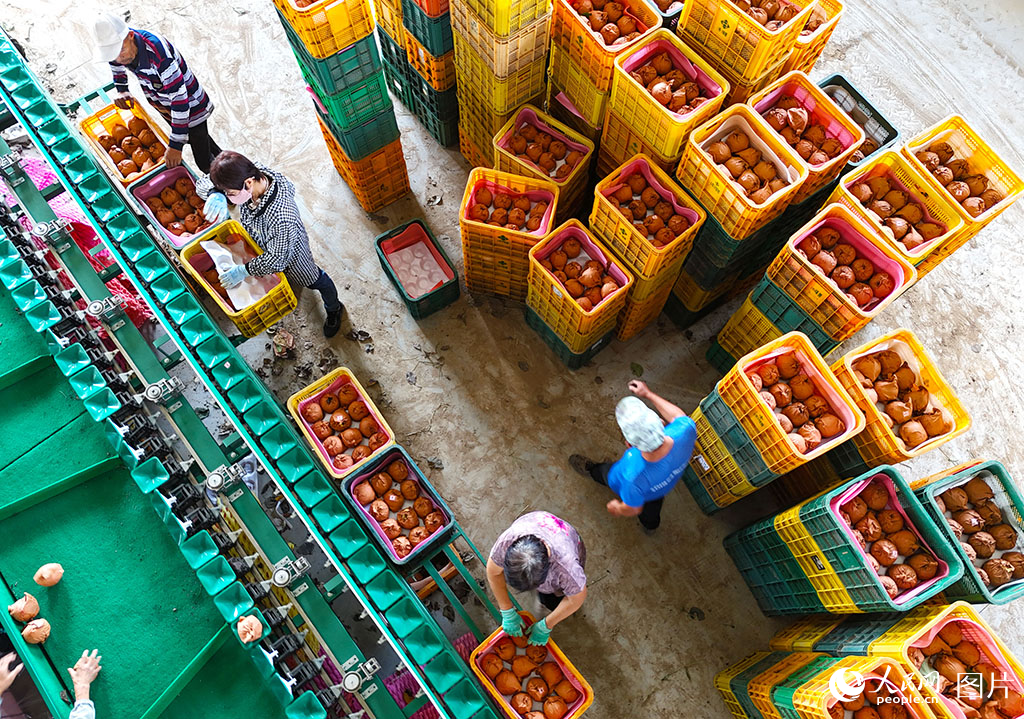 9月17日，在山東省萊西市南墅鎮，農民在分揀剛剛採摘的秋月梨。