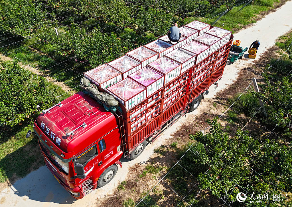 9月17日，在山東省萊西市南墅鎮秋月梨種植基地，大貨車在裝運發貨。