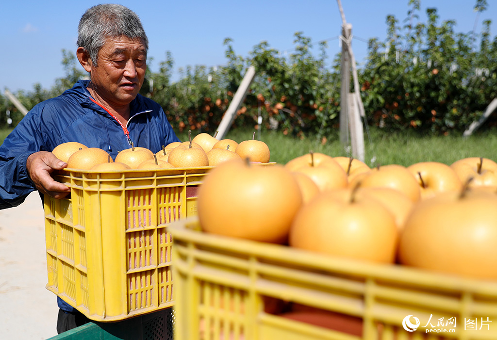 9月17日，在山東省萊西市南墅鎮秋月梨種植基地，農民在搬運剛剛採摘的秋月梨。