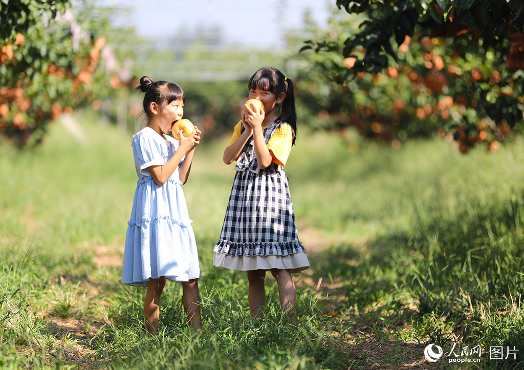 9月17日，在山東省萊西市南墅鎮秋月梨種植基地，小朋友在採摘游玩。