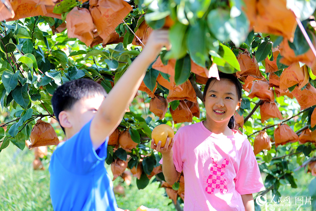 9月17日，在山東省萊西市南墅鎮秋月梨種植基地，小朋友在採摘游玩。