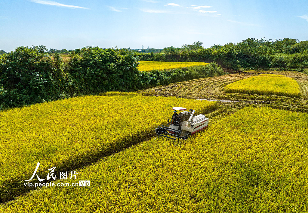 安徽無為：收割水稻