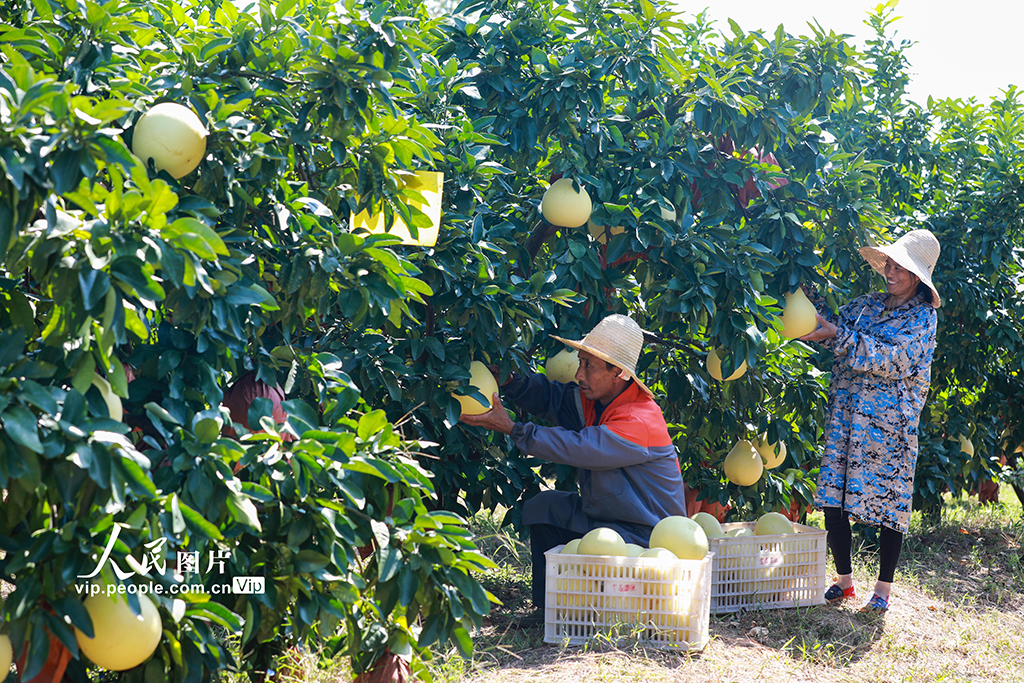 2023年9月19日，在江西省吉安市万安县高陂镇泗源村富晶果业基地，果农正在采摘井冈蜜柚。