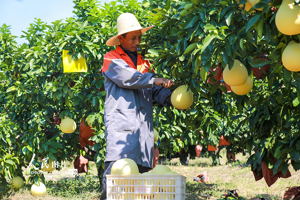 2023年9月19日，在江西省吉安市万安县高陂镇泗源村富晶果业基地，果农正在采摘井冈蜜柚。
