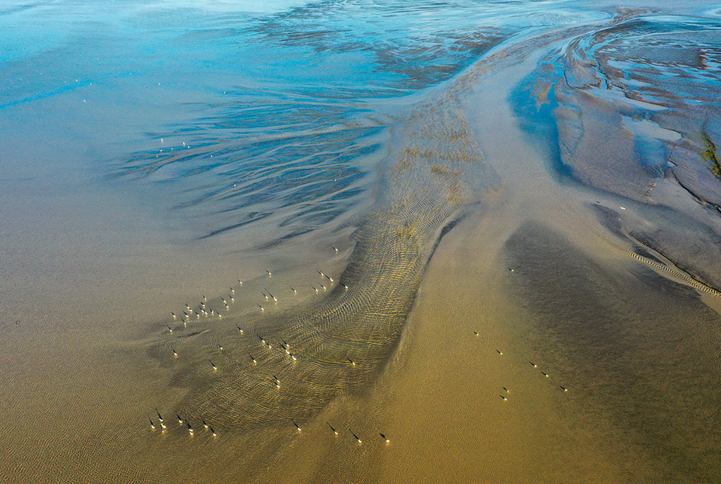 鹽城黃海濕地：珍禽異獸的樂園 