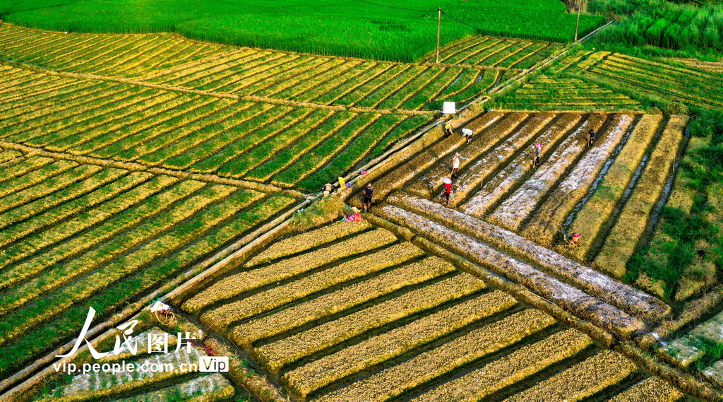 广西梧州：田间地头秋种忙