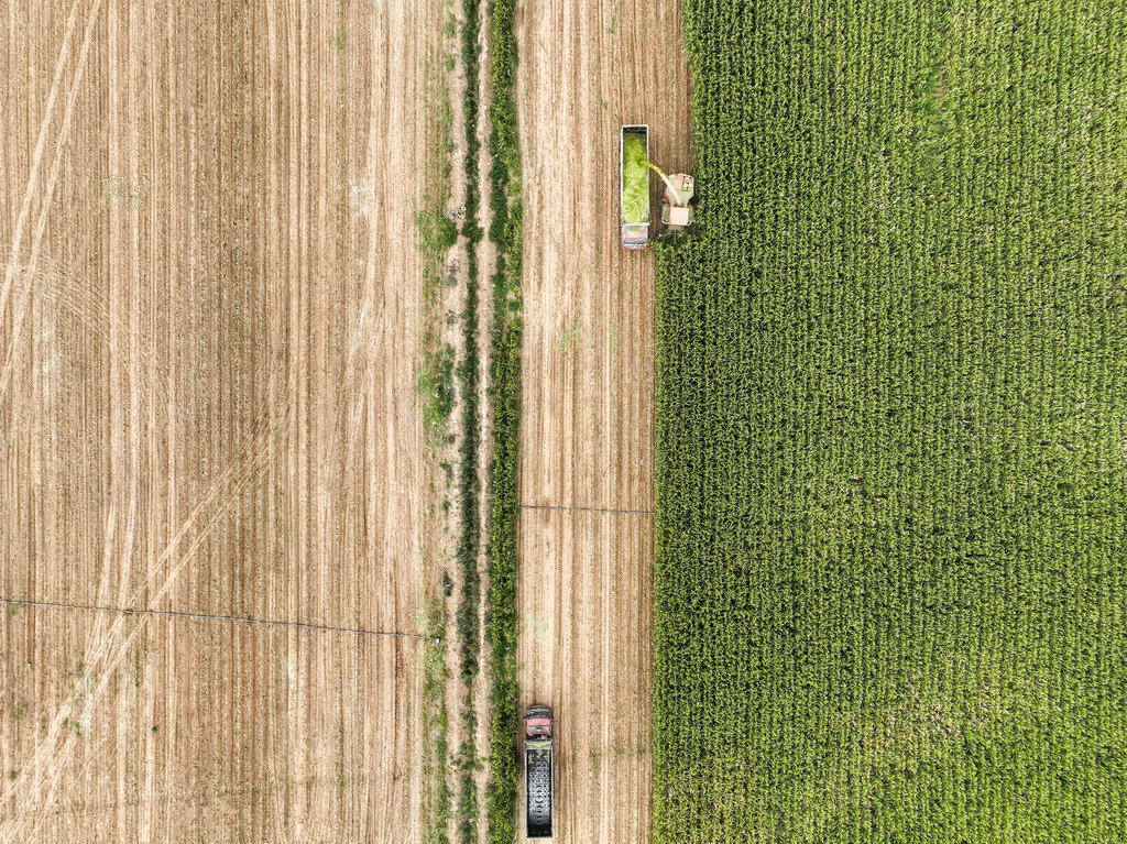 在內蒙古巴彥淖爾市臨河區城關鎮，收割機在收割青儲玉米（無人機照片，9月14日攝）。新華社記者 邢廣利 攝
