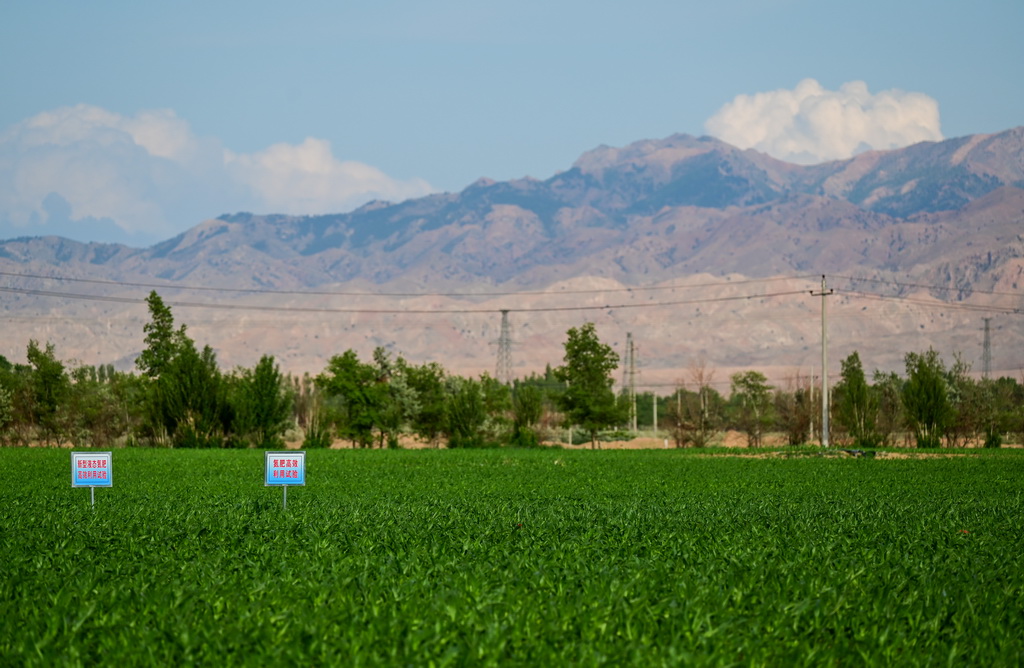 這是內蒙古巴彥淖爾市烏拉特前旗現代農業示范園區的示范田（6月5日攝）。新華社記者 連振 攝