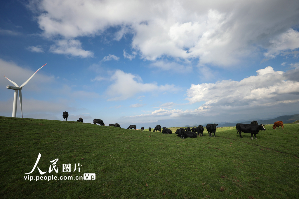 贵州威宁：风吹草低见牛羊