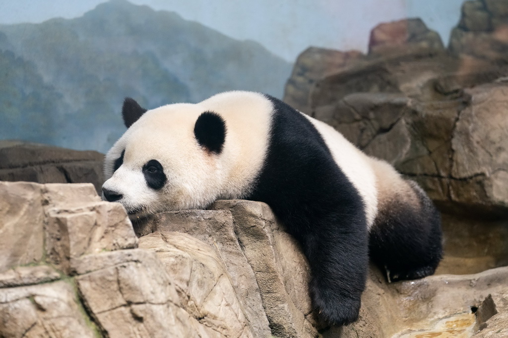 這是9月30日在美國華盛頓史密森學會國家動物園拍攝的大熊貓“小奇跡”。