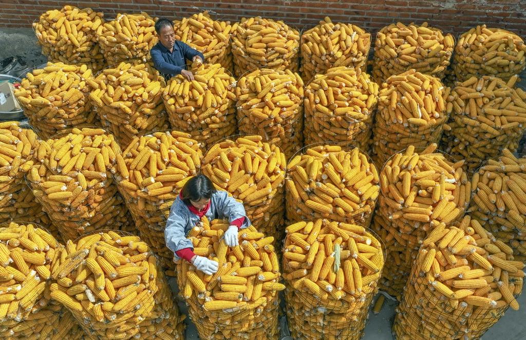 10月6日，河北省遵化市劉備寨鄉農民在整理玉米（無人機照片）。新華社發（劉滿倉攝）
