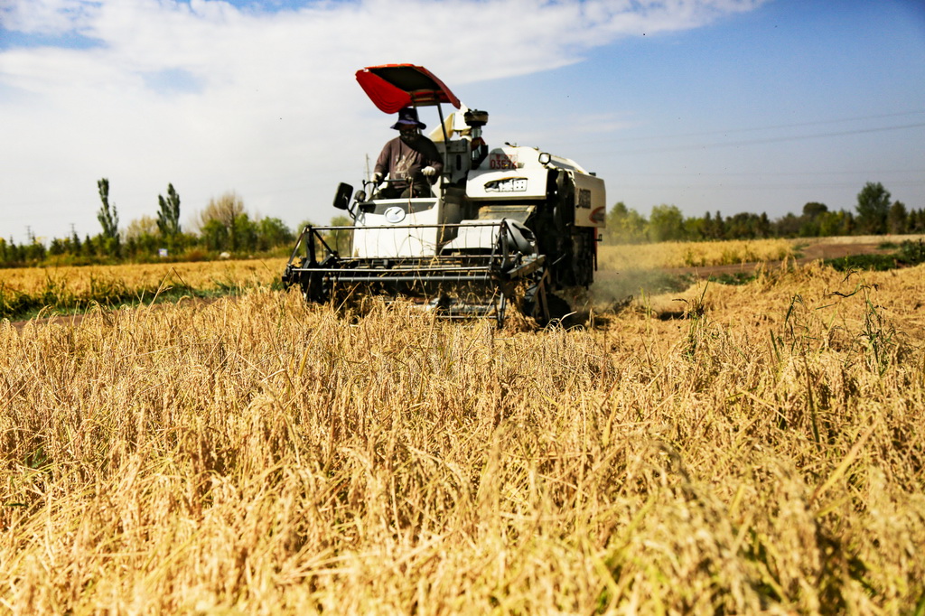 10月6日，村民駕駛收割機在甘肅省張掖市甘州區烏江鎮謝家灣村收割稻子。新華社發（陳禮攝）