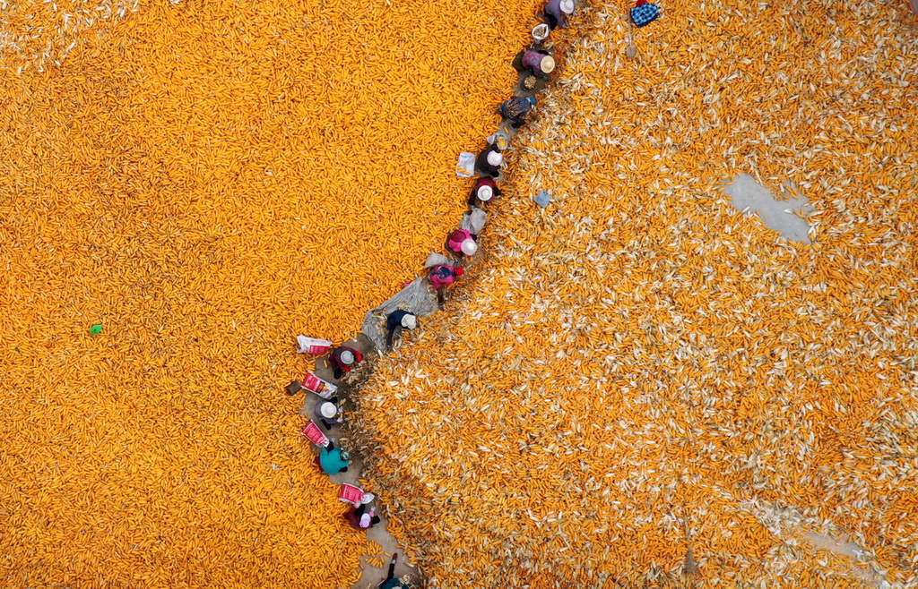 10月6日，在河北省石家庄市欒城區趙家庄村，農民將收獲的玉米剝皮（無人機照片）。新華社發（李明發攝）