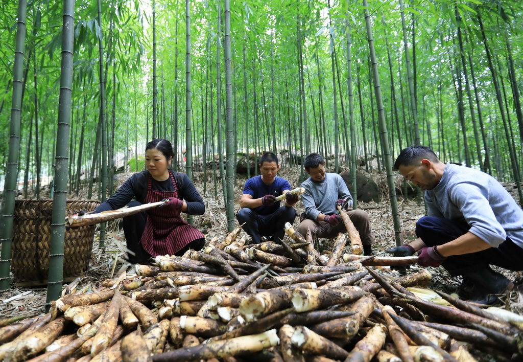 貴州赤水：採收竹筍