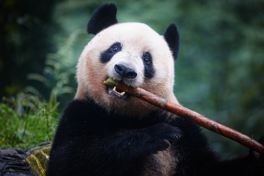 大熊貓“香香”與公眾見面