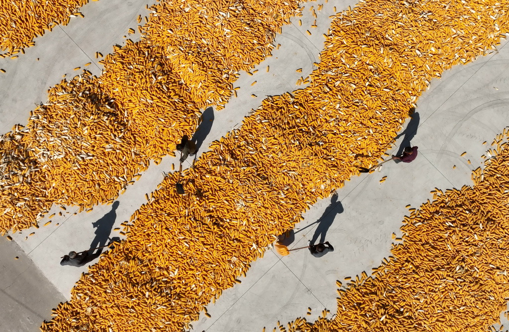 10月9日，河北省晉州市周家庄鄉的農民晾晒收獲的玉米（無人機照片）。新華社記者 楊世堯 攝